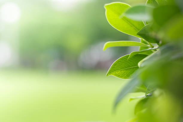 istock Green leafs with copy space using as natural background or wallpaper. 695516822