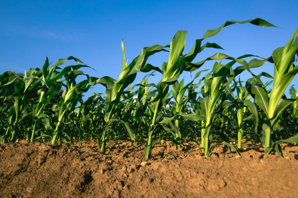 istock Corn plants growing in cultivated agricultural field 695519410