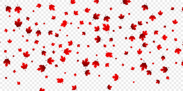 Canada Day maple leaves background. Falling red leaves for Canada Day 1st July Canada Day maple leaves background. Falling red leaves for Canada Day 1st July. 150th anniversary stock illustrations