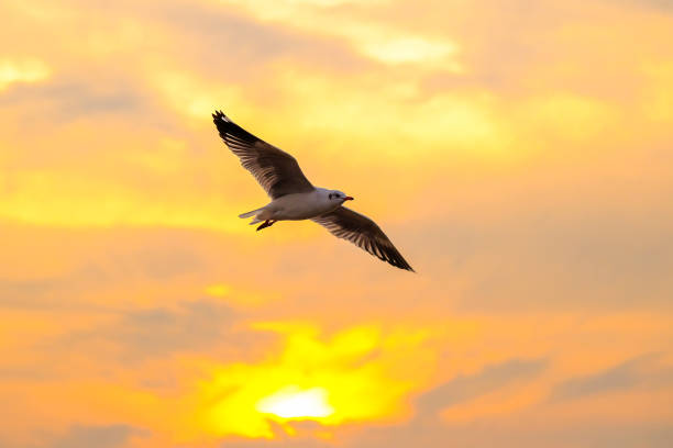 istock beautiful seagull and sea with sunset. 695519498