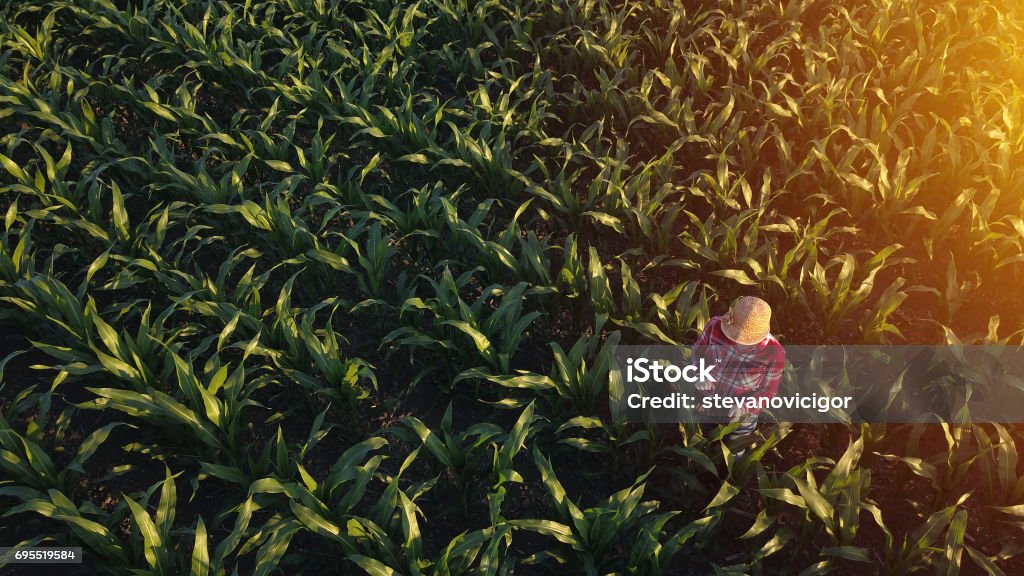 Vue aérienne de l’agricultrice avec ordinateur tablette numérique - Photo de Maïs - Culture libre de droits