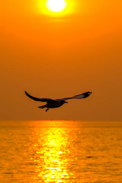 istock beautiful seagull and sea with sunset. 695519606