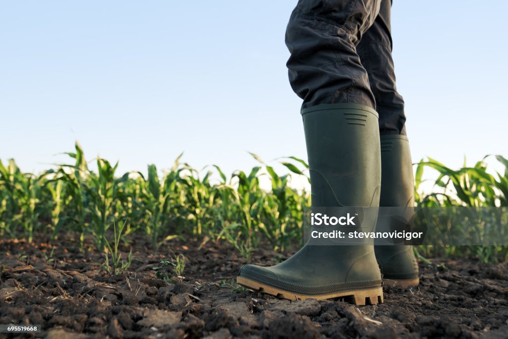 Agriculteur en caoutchouc, bottes debout dans le champ - Photo de Champ libre de droits