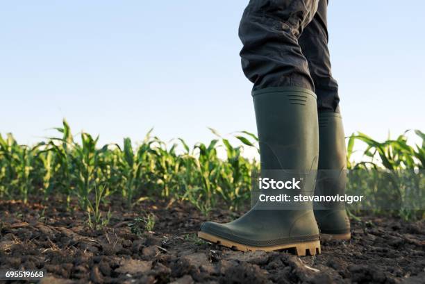 Photo libre de droit de Agriculteur En Caoutchouc Bottes Debout Dans Le Champ banque d'images et plus d'images libres de droit de Champ