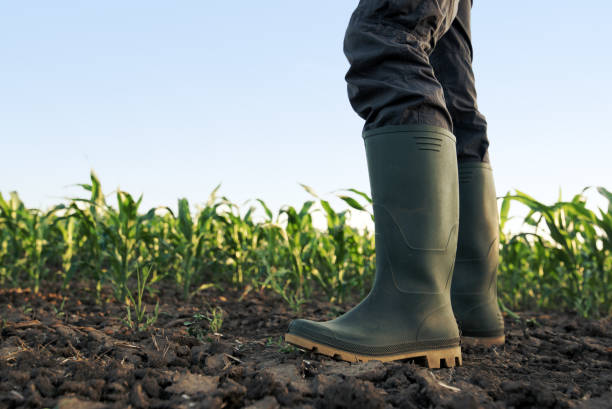 istock Farmer in rubber boots standing in the field 695519668