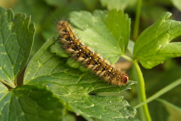 istock Painted Lady Butterfly Caterpillar 695523920
