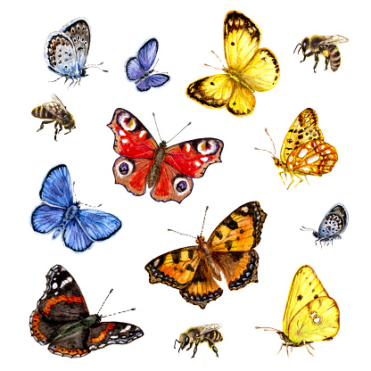Hand drawn  insects set. Watercolor  flying and sitting vivid butterflies and bees isolated on white background.