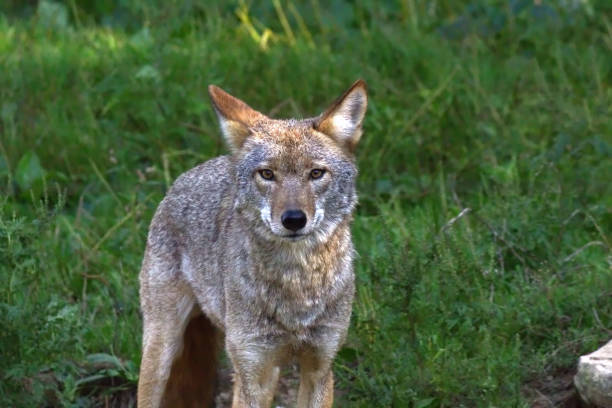 istock Coyote standing in the grass 695524088