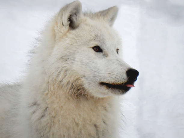 istock Arctic wolf sticking his tongue out 695524094