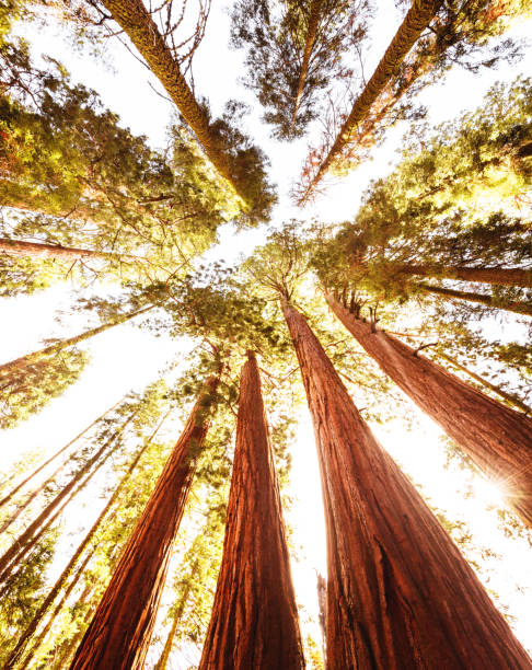 istock tall sequoia tree at sequoia national park 695533696