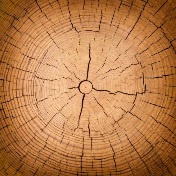 istock Wood texture of cutted tree trunk 695533802