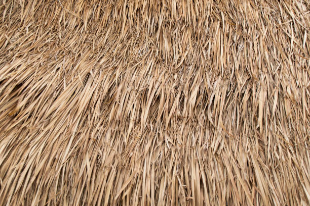 istock Close up dry Thatched for house roof 695534166