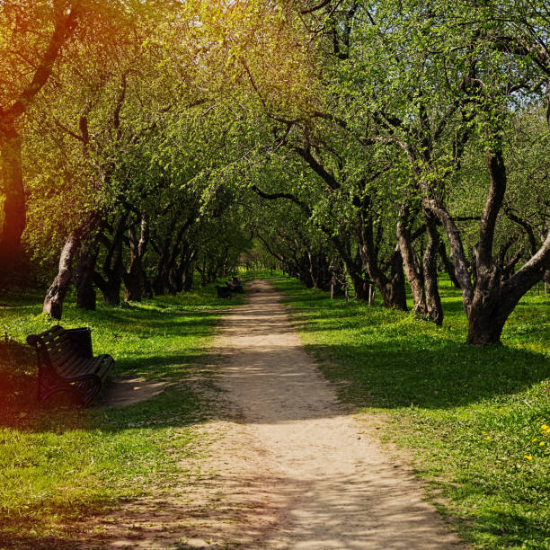 istock Passage through the trees in city park 695535056