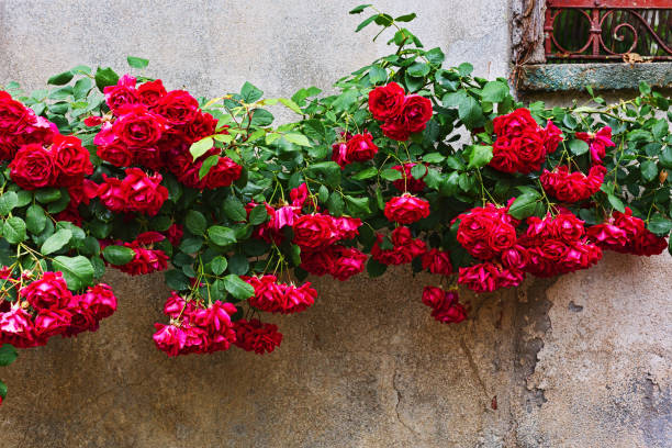 istock Blooming rose bush on the wall 695535172
