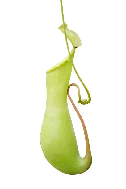 Pitcher plant nepenthes a vine and carnivorous tropical plant isolate on white background