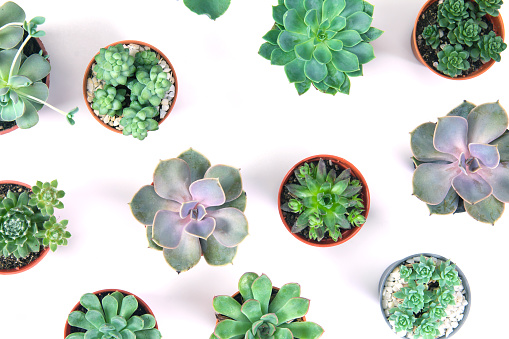 pattern of mixed succulents plant in pot on white background , overhead or top view
