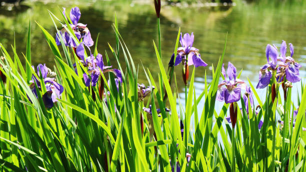 istock Summer flower Irises in the garden 695541746