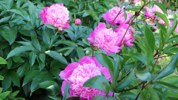 istock Pink Peony Flower (botan)in the garden 695542026