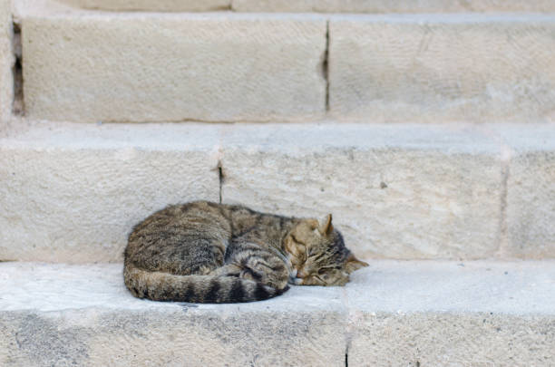 istock Cat sleeping in a street over antique steps stones 695542196