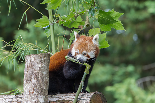 Red panda eating bamboo