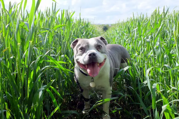 A Staffordshire blue bull terrier in a field of Corn.