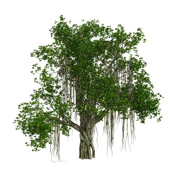 3D rendering of a banyan tree isolated on white background
