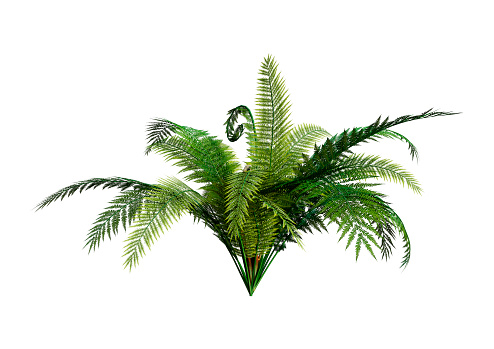 3D rendering of a giant fern plant isolated on white background