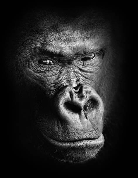 Black and white high contrast animal portrait of a pensive gorilla face isolated in shadows Close-up of an emotional and expressive human-like gorilla face isolated by dark shadows. serious monkey stock pictures, royalty-free photos & images