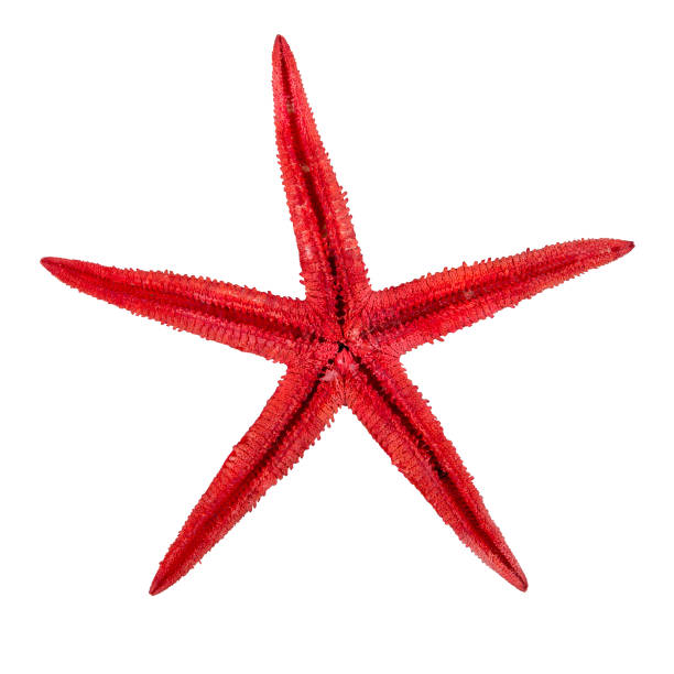 istock Sea starfish on a white background 695555198