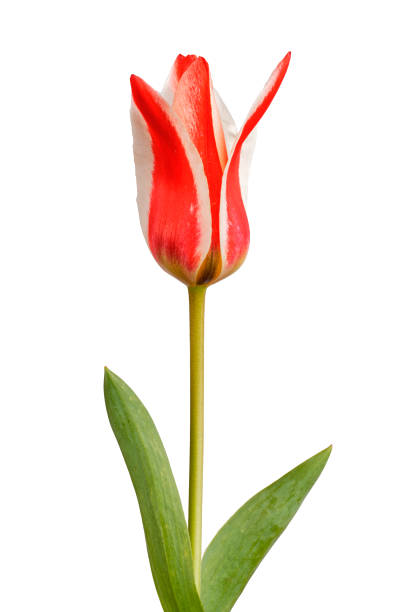 istock Red white tulip on a white background. Red white tulip isolated on a white background. 695555200