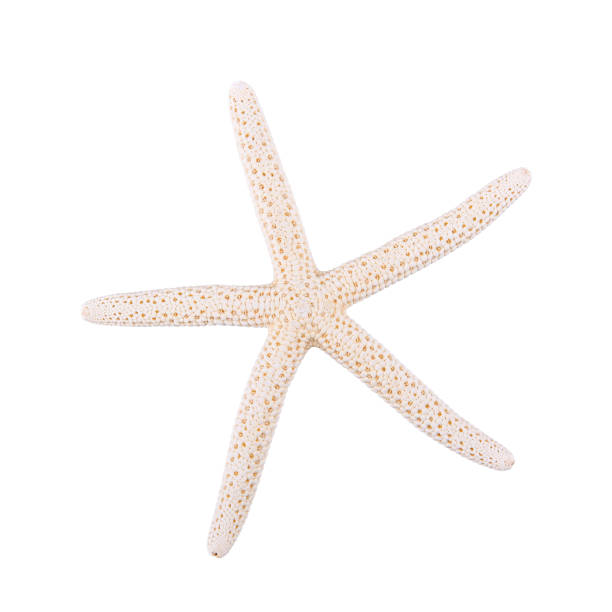 istock Sea starfish on a white background 695555214