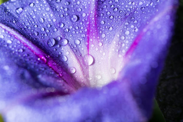 istock drops of water on a blue flower. close 695555688