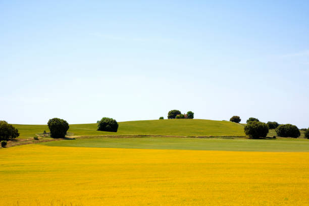 istock Cultivated raps field in Spain 695558256