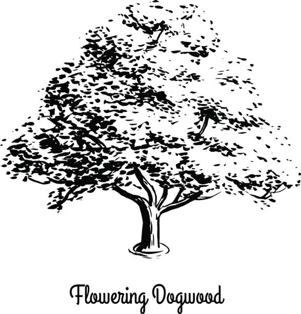 Sketch tree illustration Vector sketch illustration of Flowering Dogwood. Black silhouette of tree isolated on white background. Official state tree of Missouri and Virginia. dogwood trees stock illustrations