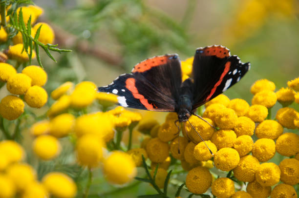 istock Scarlet Pauw or Anartia Amathea 695560262