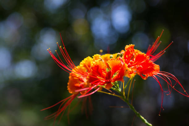 Caesalpinia pulcherrima is a species of flowering plant in the pea family, Fabaceae.