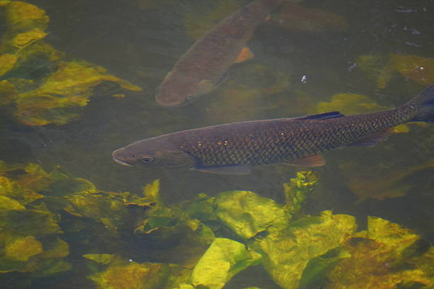 istock carp fish underwater in fishing lake 695560366