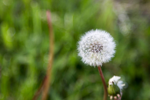 istock Dandelion With Green Grass Out Of Focus . 695561332