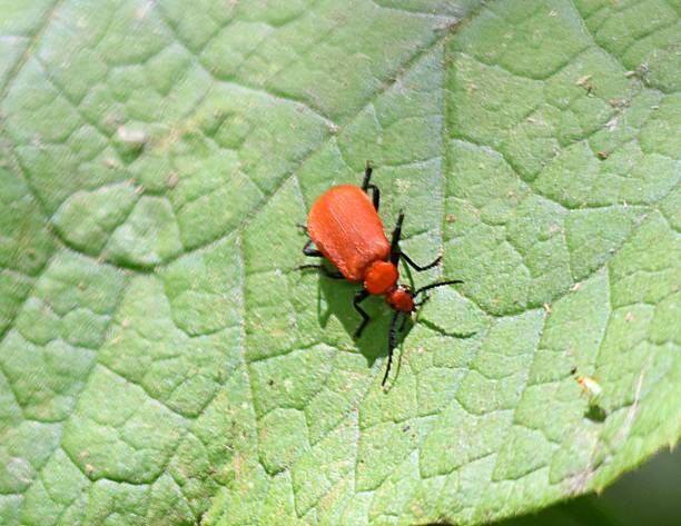 red cardinal beetle on leaf close up springtime red cardinal beetle on leaf close up springtime leaf beetle photos stock pictures, royalty-free photos & images