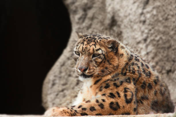 istock Leopard against the background of a stone wall 695566484