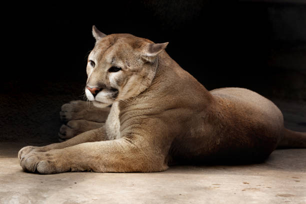 istock The lying puma against a dark background 695566490