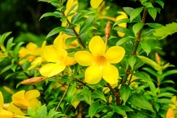 istock yellow flower in green nature background 695573300