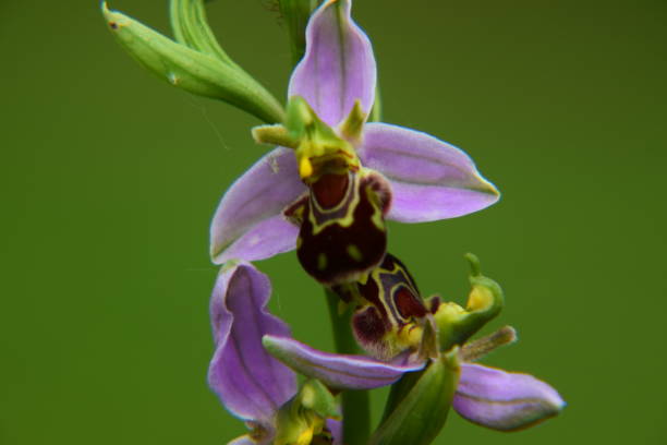 istock Flowers of Ophrys apifera, Bee Orchid 695573650