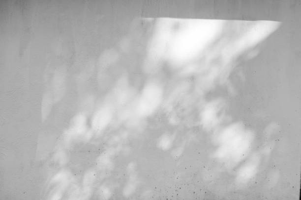 istock background shadow of the leaves on a white concrete wall 695573956
