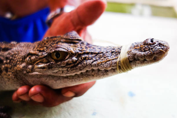 istock CROCODILE PARK 2 IN YANGON, MYANMAR 695574208