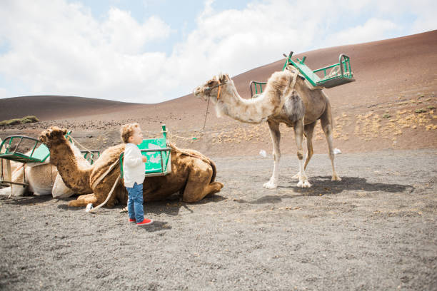 camellos en isla de lanzarote - parque nacional de timanfaya fotografías e imágenes de stock