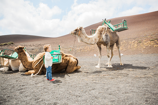 Camels in Lanzarote