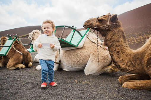 Camels in Lanzarote