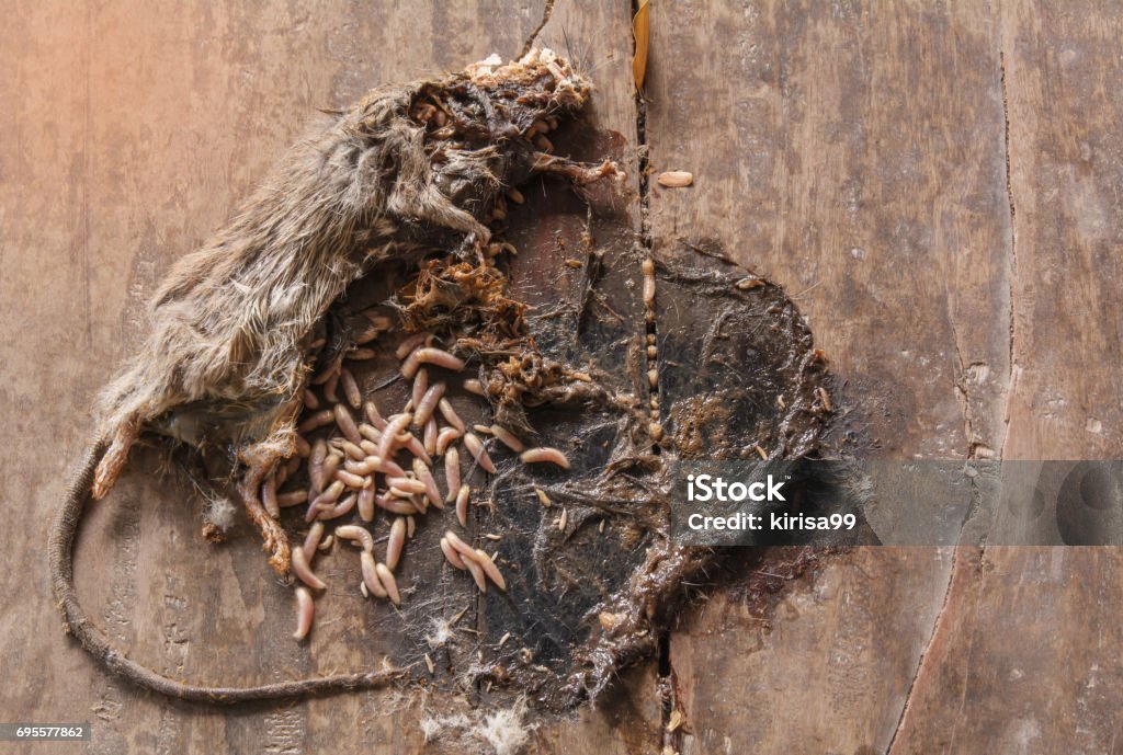 Dead gray and white mouse with maggots in body of mouse on wooden ground. Dead Stock Photo