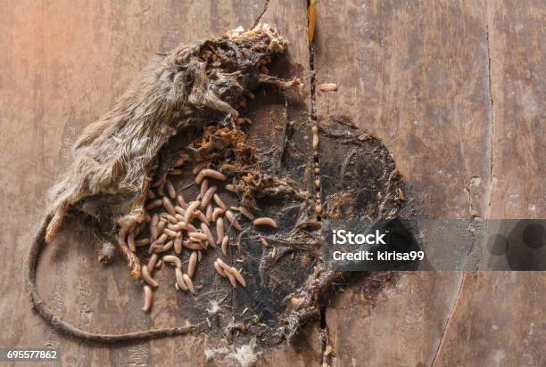 Dead Gray And White Mouse With Maggots In Body Of Mouse On Wooden Ground Stock Photo - Download Image Now